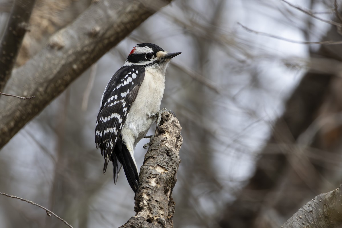 Downy Woodpecker - ML632524909