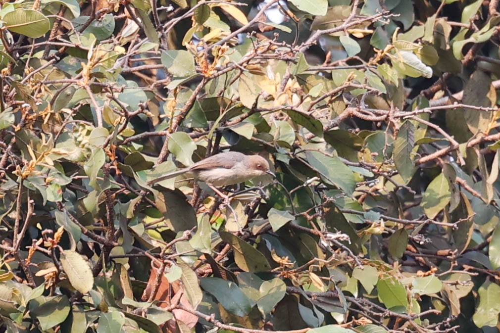 Brown-headed Apalis - ML632524948