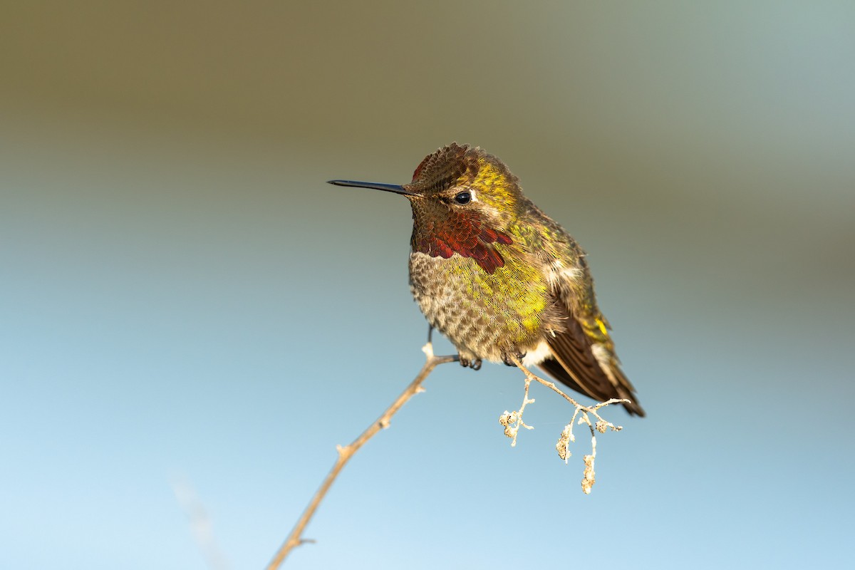 Anna's Hummingbird - ML632524997