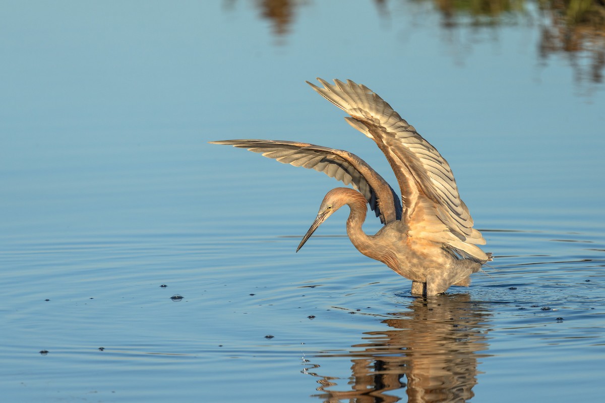 Reddish Egret - ML632525007