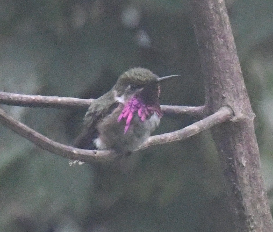 Wine-throated Hummingbird - ML632525022