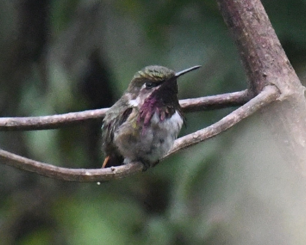 Wine-throated Hummingbird - ML632525023