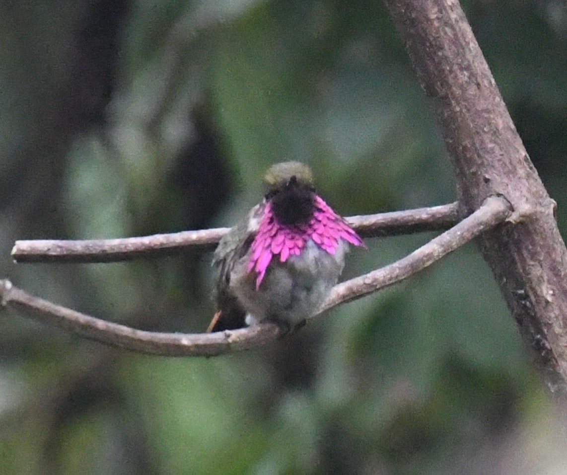 Wine-throated Hummingbird - ML632525024