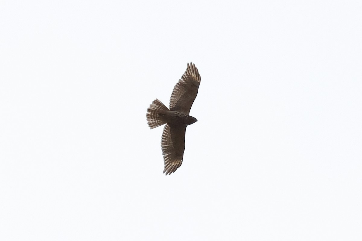 Red-shouldered Hawk - ML632525025