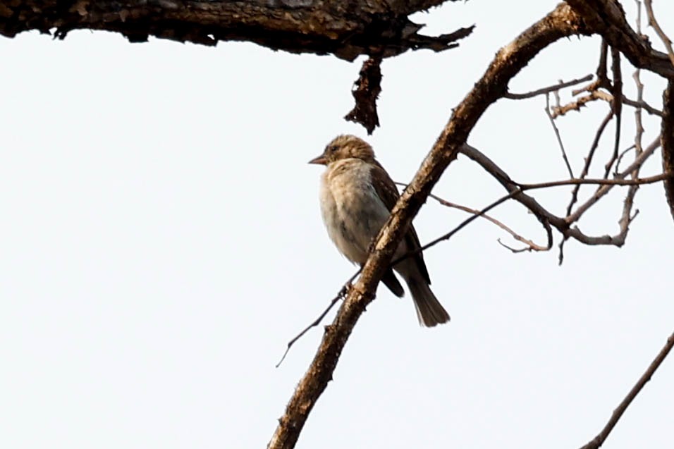 Yellow-throated Bush Sparrow - ML632525157