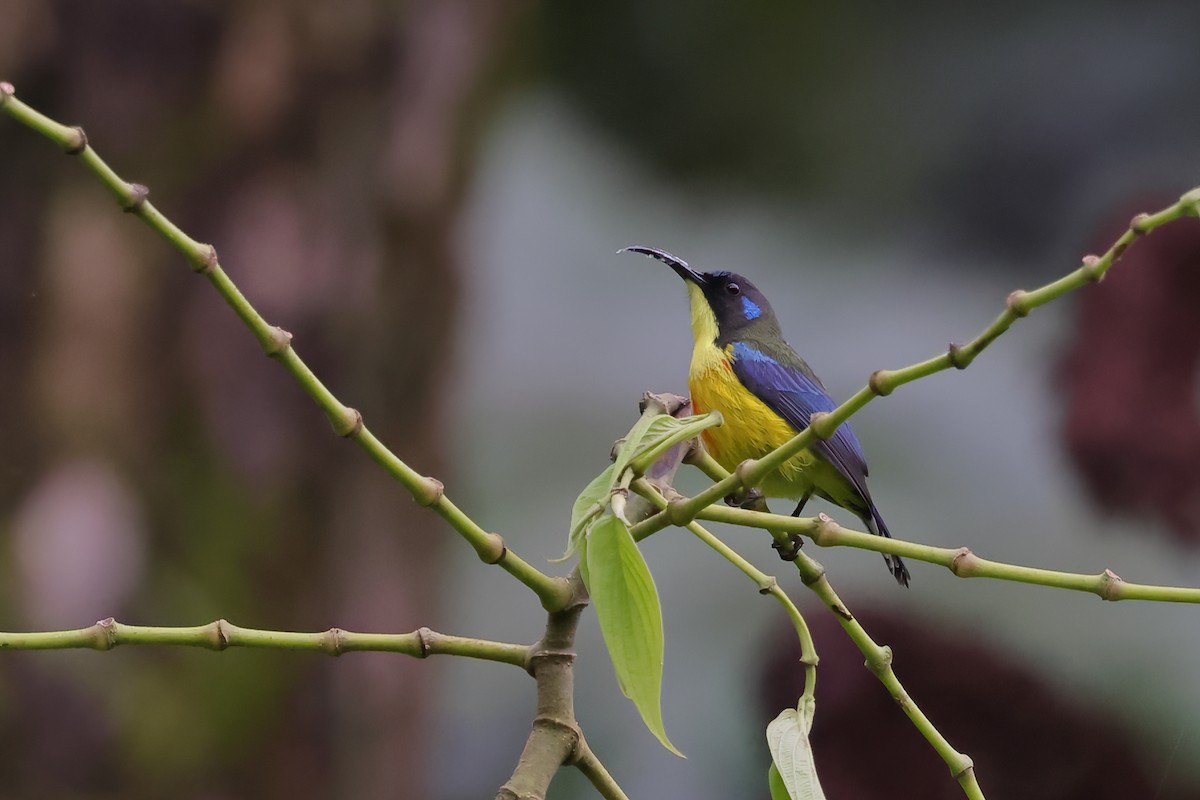 Lina's Sunbird - ML632525244
