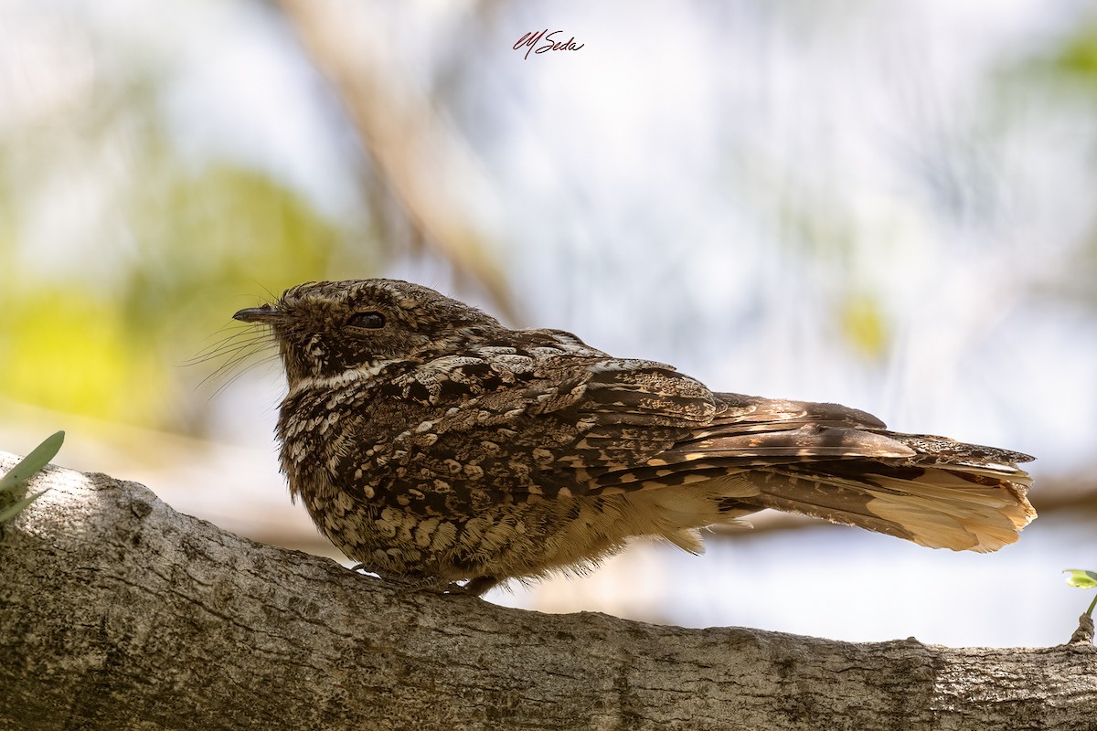Puerto Rican Nightjar - ML632525250