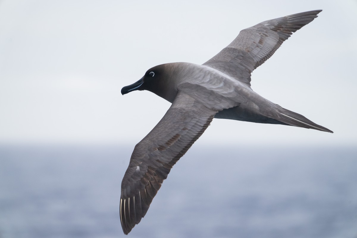 Graumantelalbatros - ML632525420