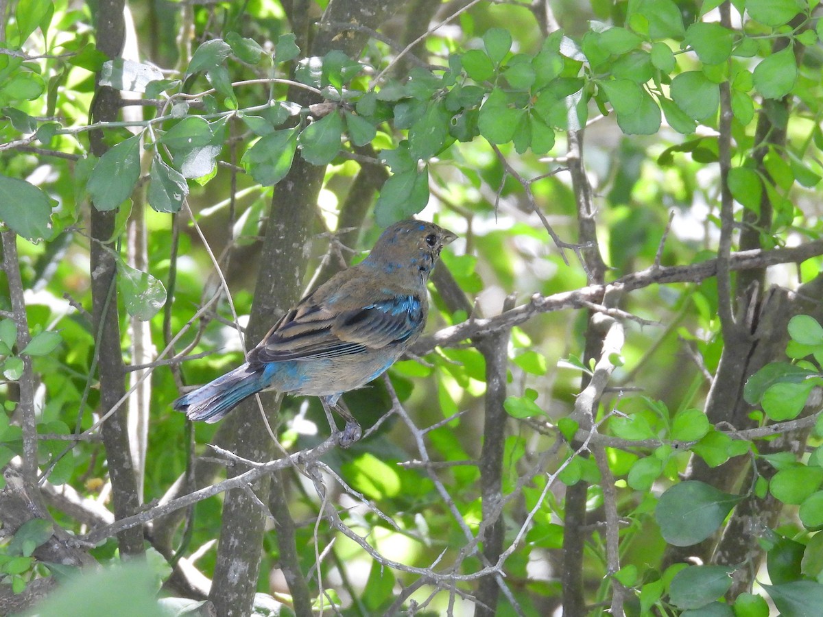 Indigo Bunting - ML632525532