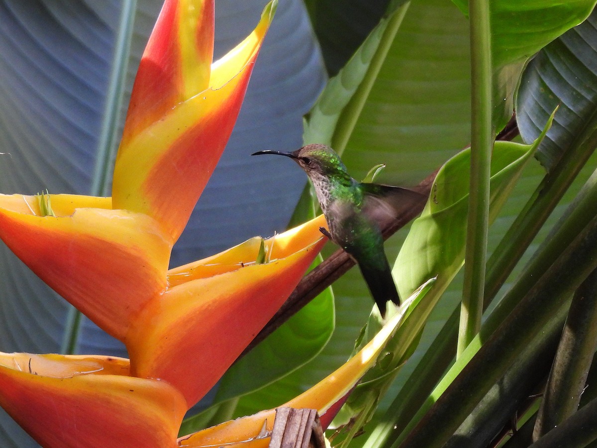 Black-billed Streamertail - ML632525601