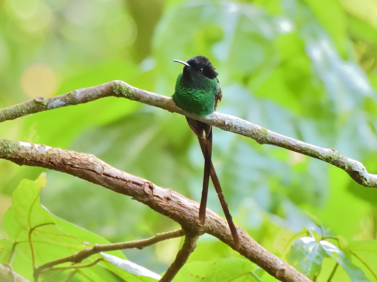 Black-billed Streamertail - ML632525603