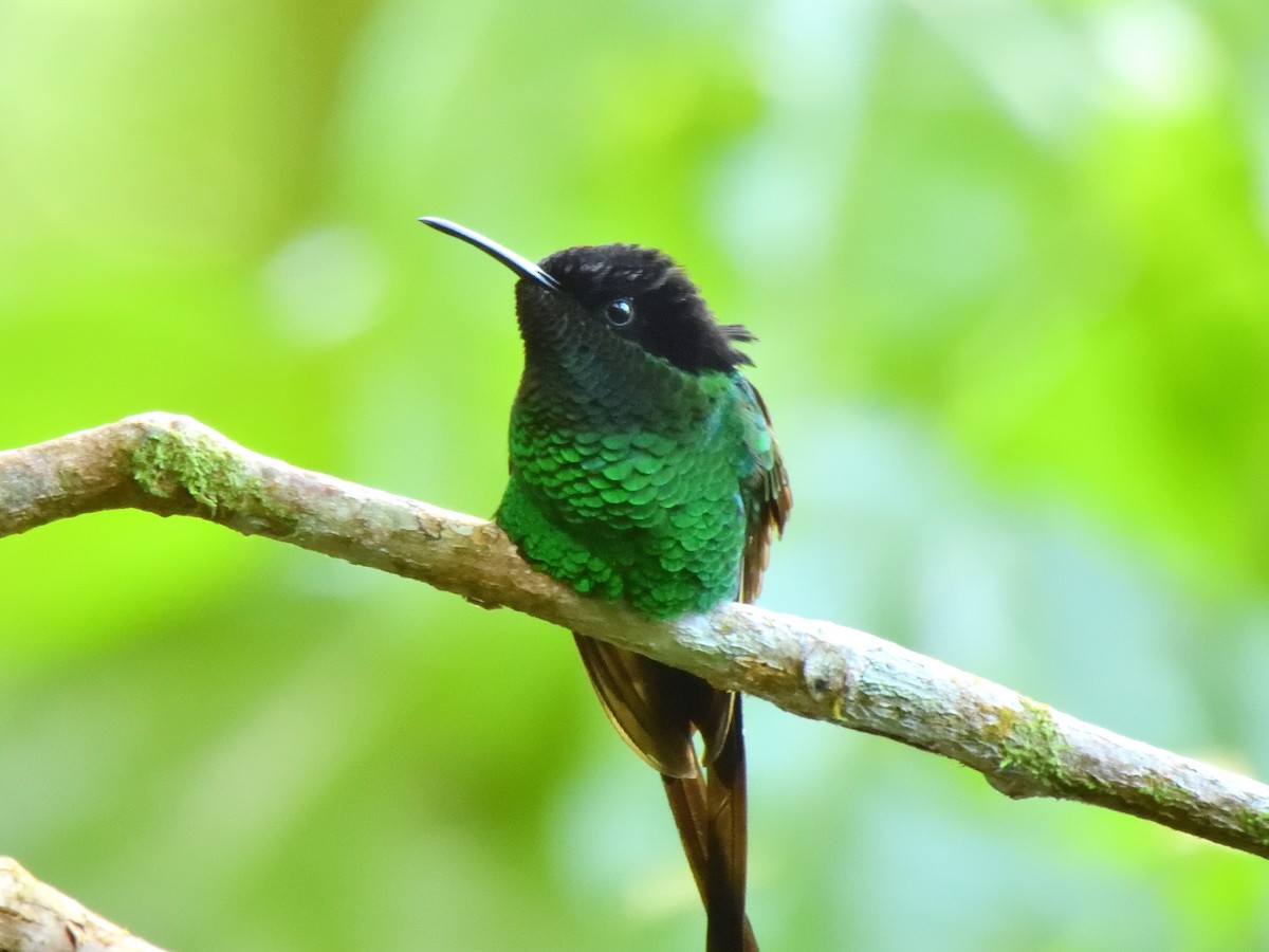 Black-billed Streamertail - ML632525604