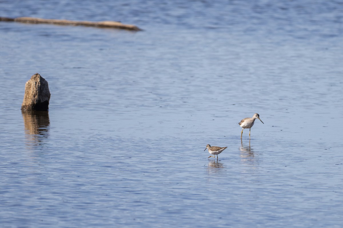 Solitary Sandpiper - ML632525663