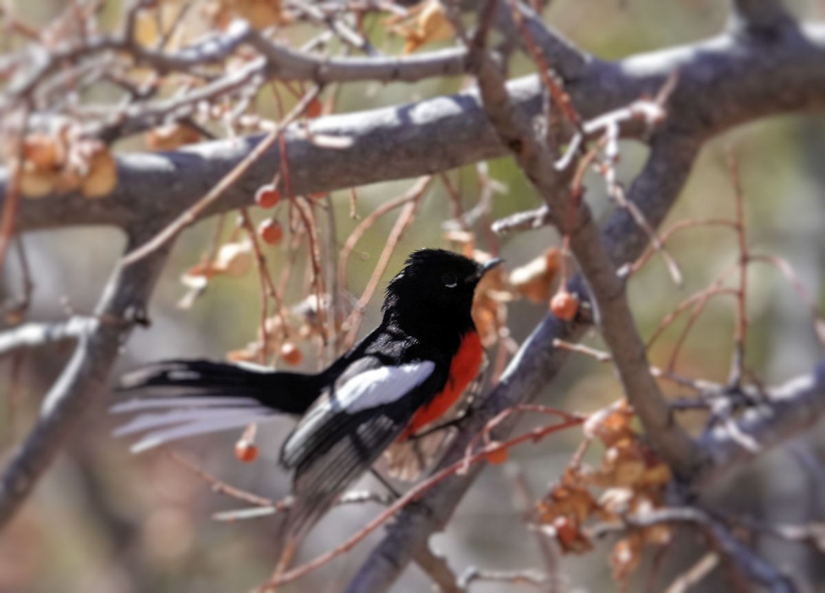 Painted Redstart - ML632525818