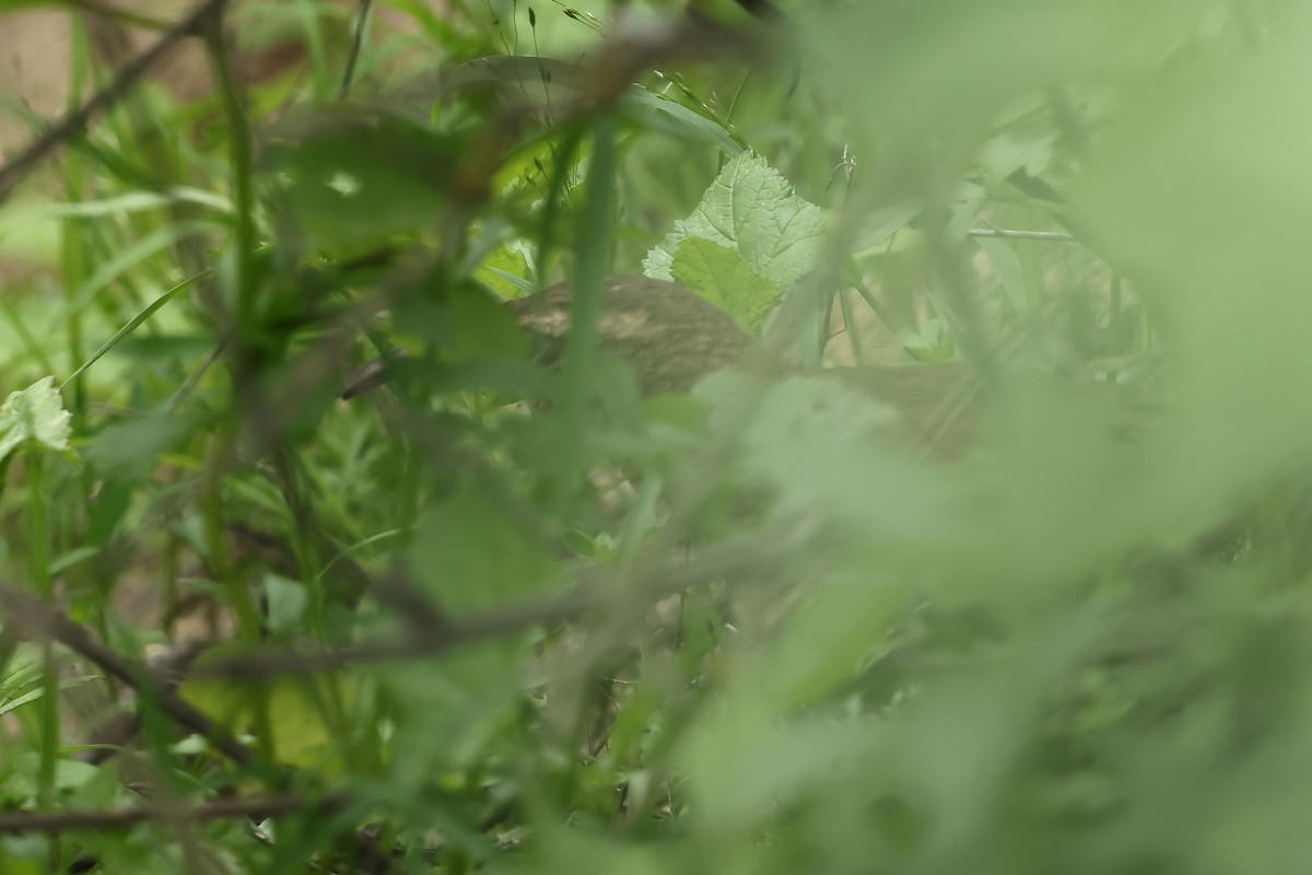 White-throated Earthcreeper - ML632526009