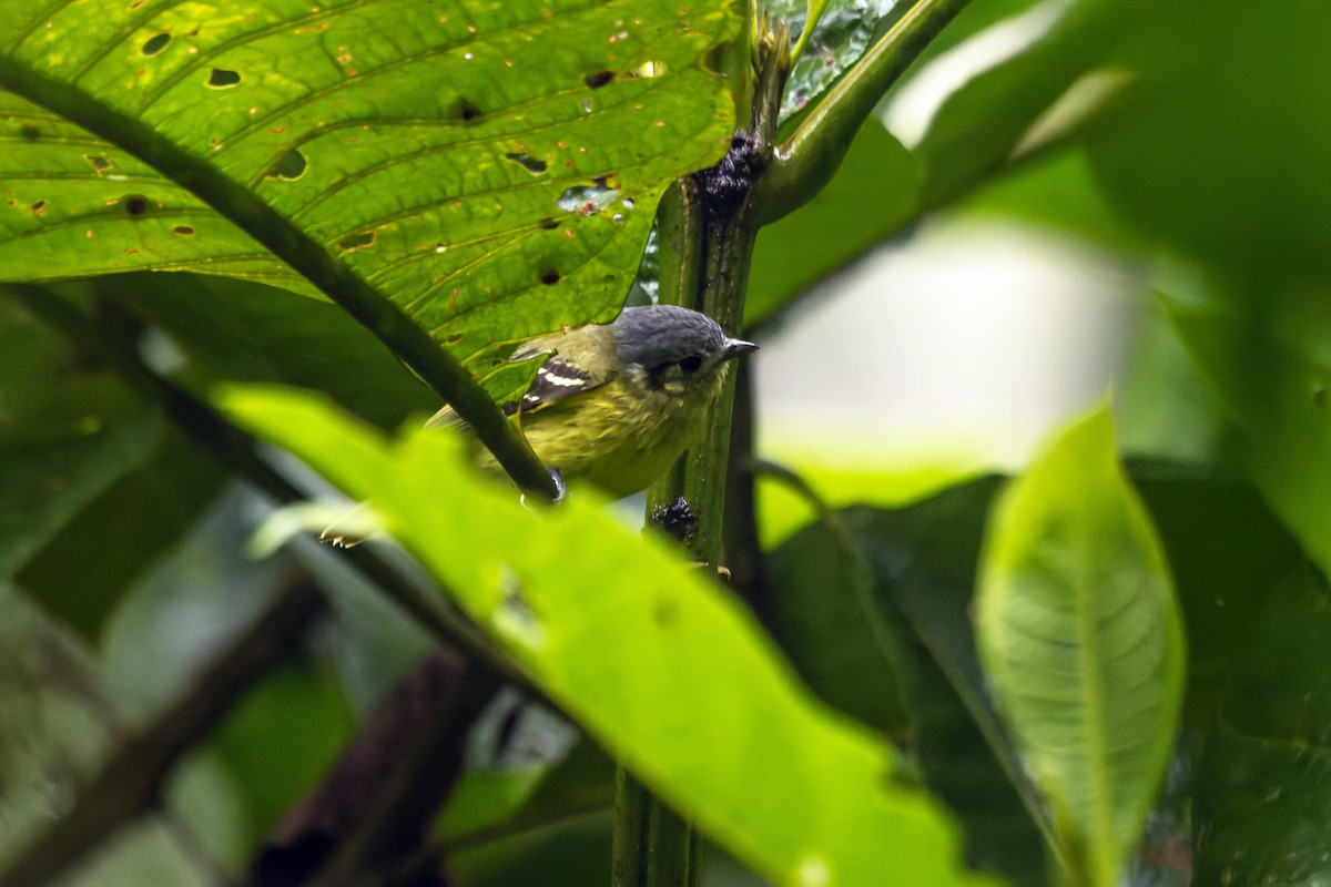 Ashy-headed Tyrannulet - ML632526329