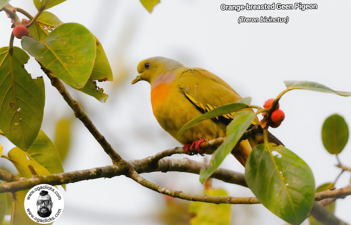 Orange-breasted Green-Pigeon - ML632526437
