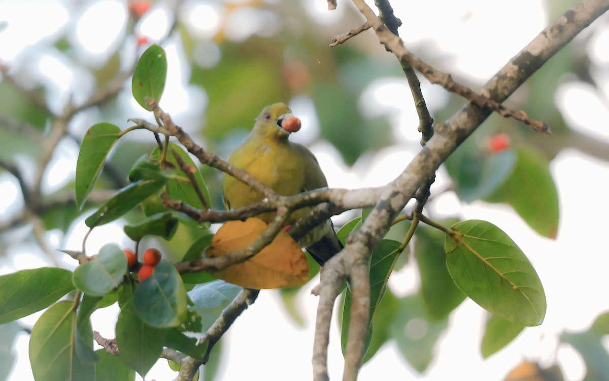 Orange-breasted Green-Pigeon - ML632526438