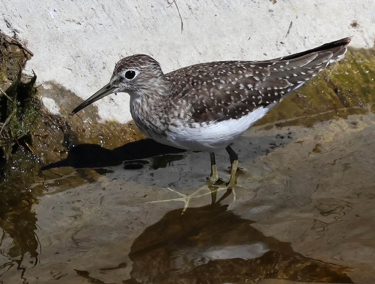 Solitary Sandpiper - ML632526757