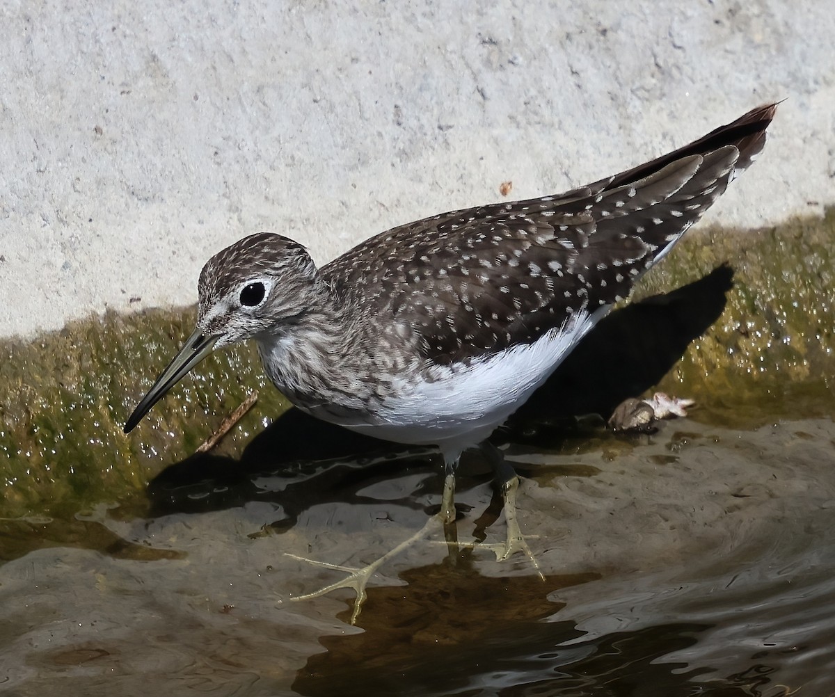Solitary Sandpiper - ML632526758