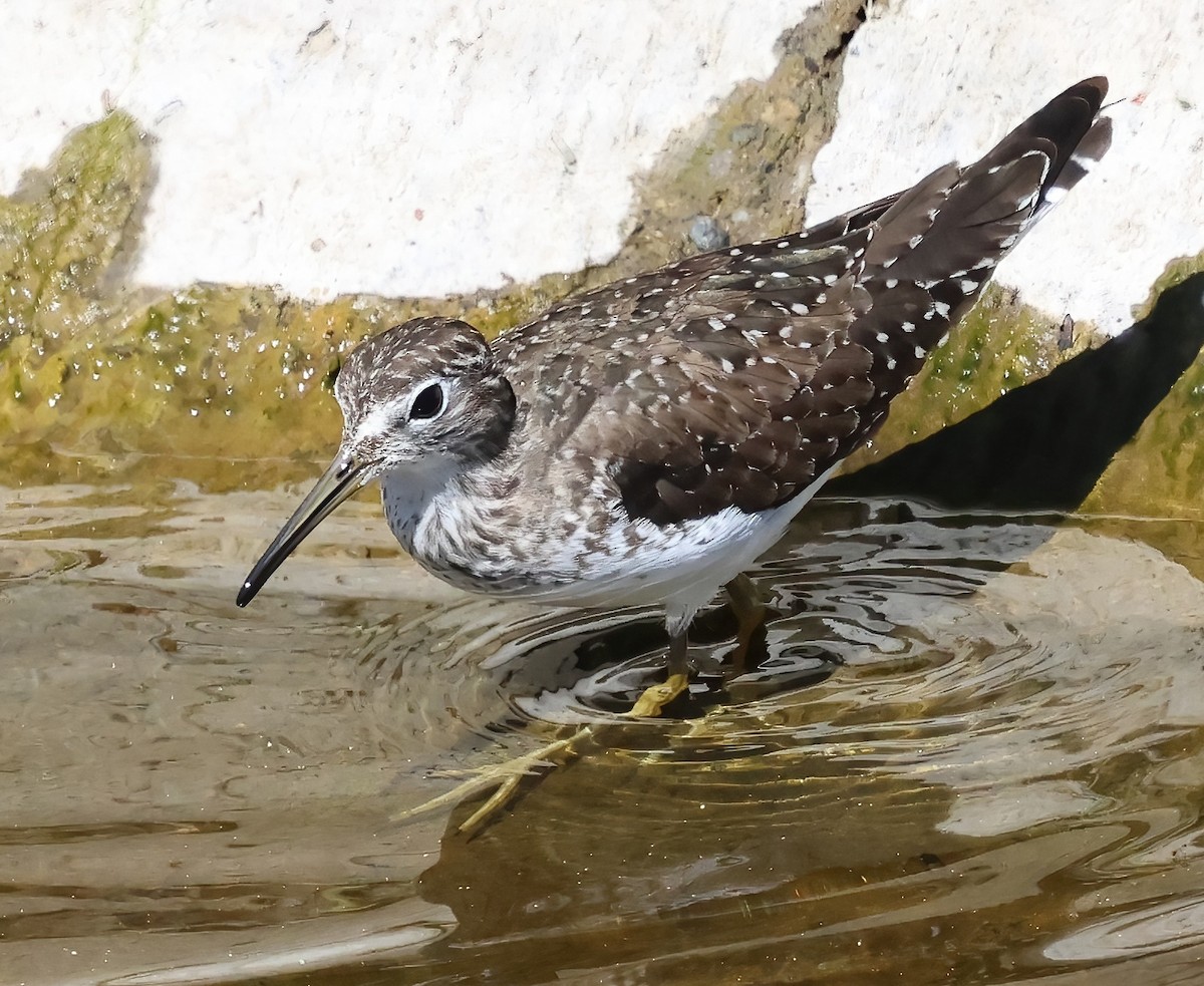 Solitary Sandpiper - ML632526759