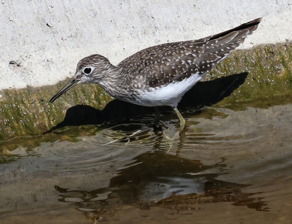 Solitary Sandpiper - ML632526760