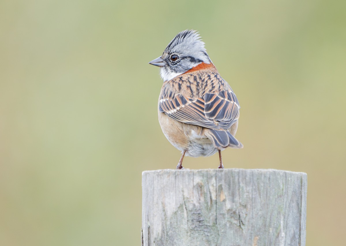 Rufous-collared Sparrow - ML632526907