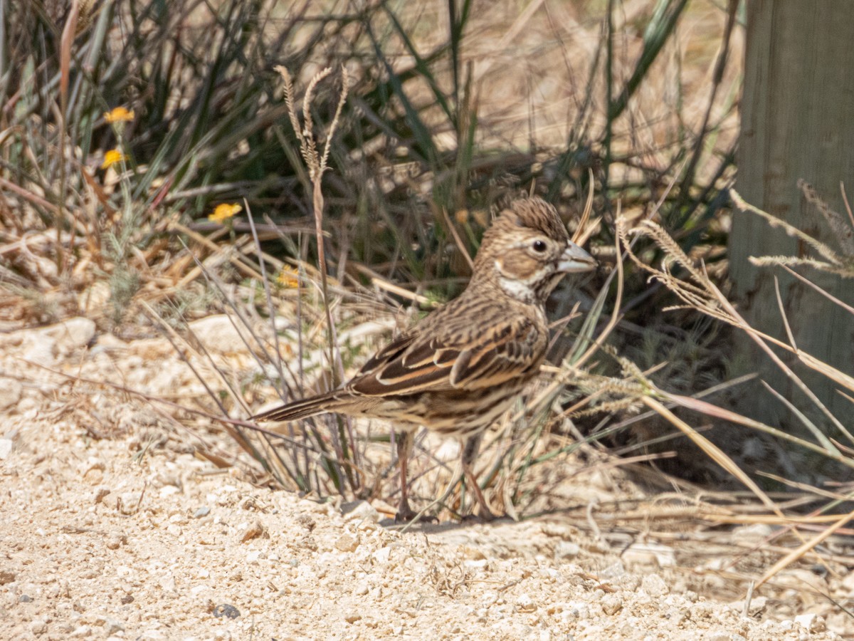 Lark Bunting - ML632526916