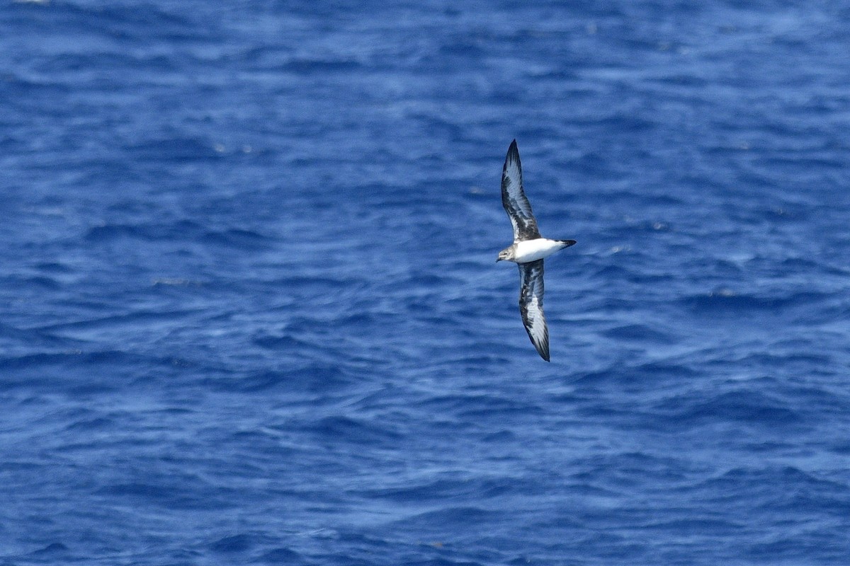 Trindade Petrel - ML632526933