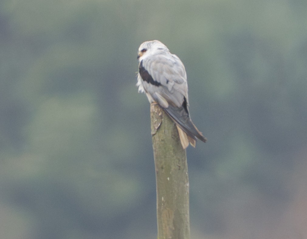 White-tailed Kite - ML632526974