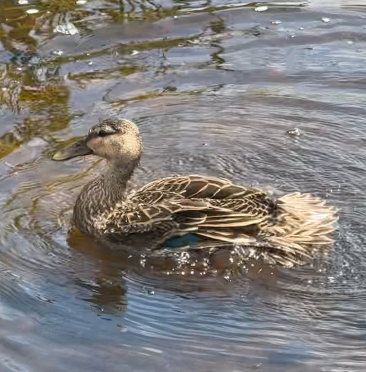 Mottled Duck - ML632526992