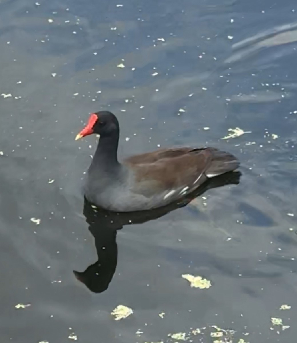 Common Gallinule - ML632527002