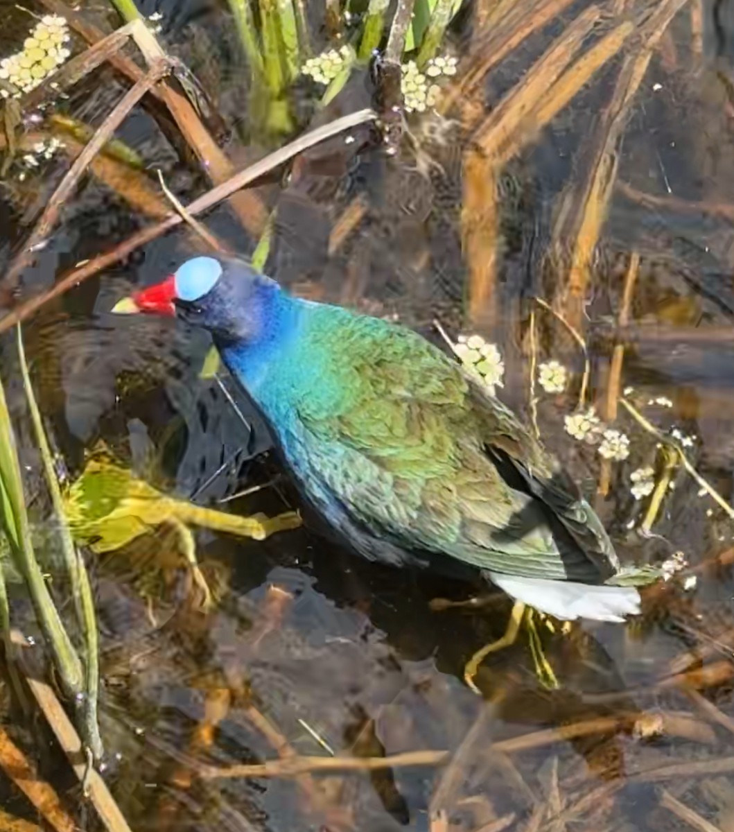 Purple Gallinule - ML632527009