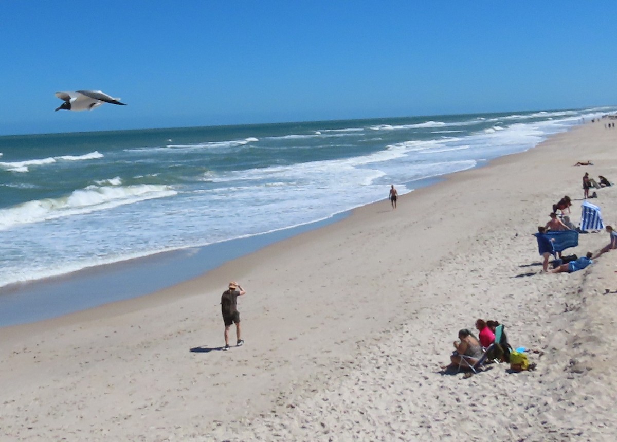 Gabbiano sghignazzante - ML632527010
