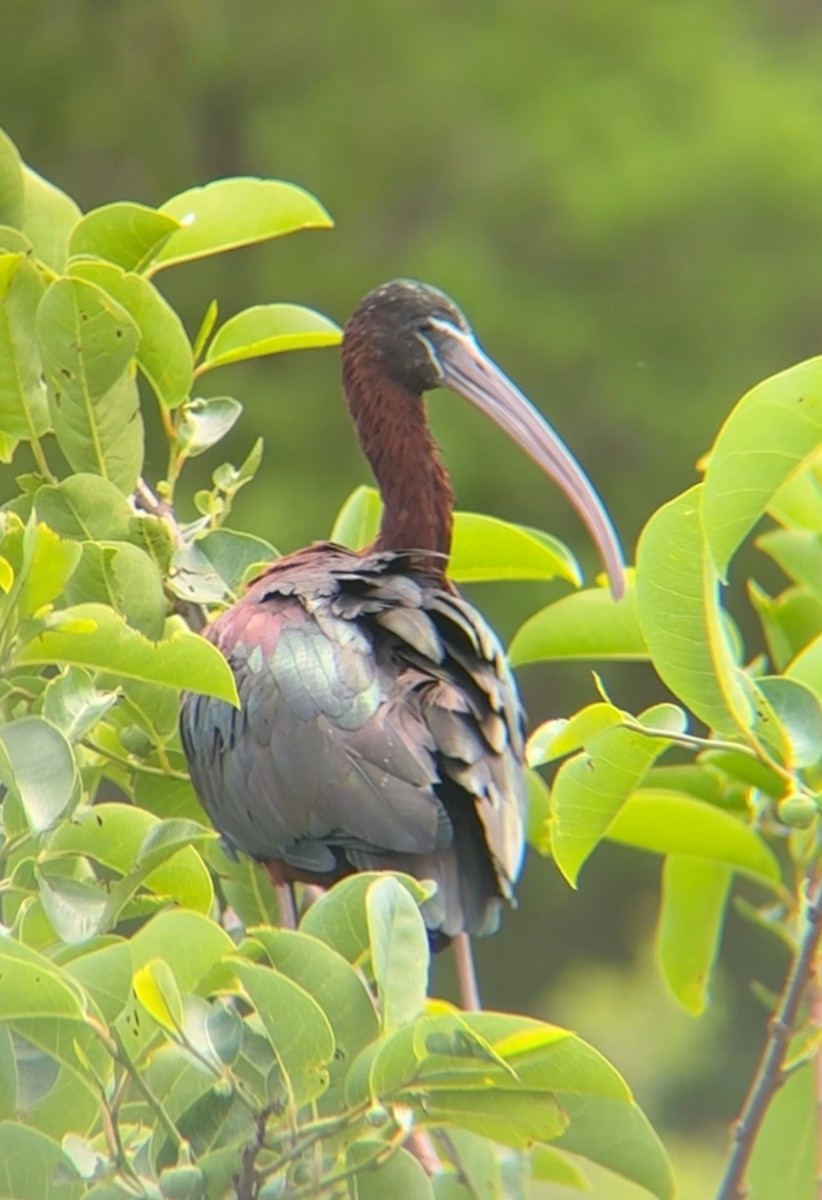 Glossy Ibis - ML632527026