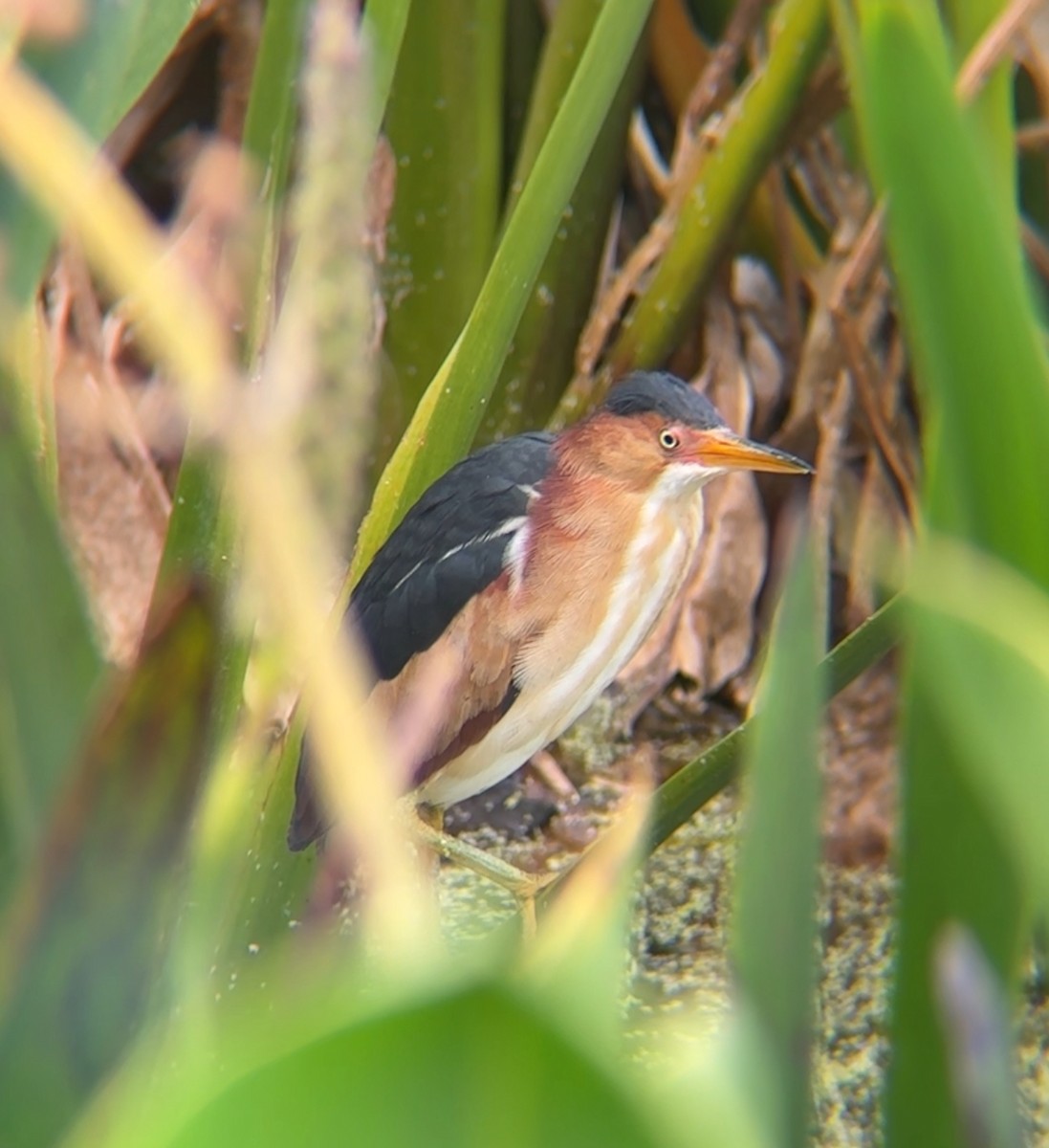 Least Bittern - ML632527043