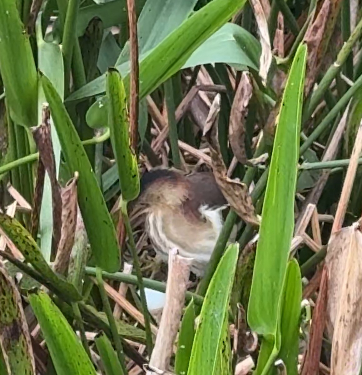 Least Bittern - ML632527044