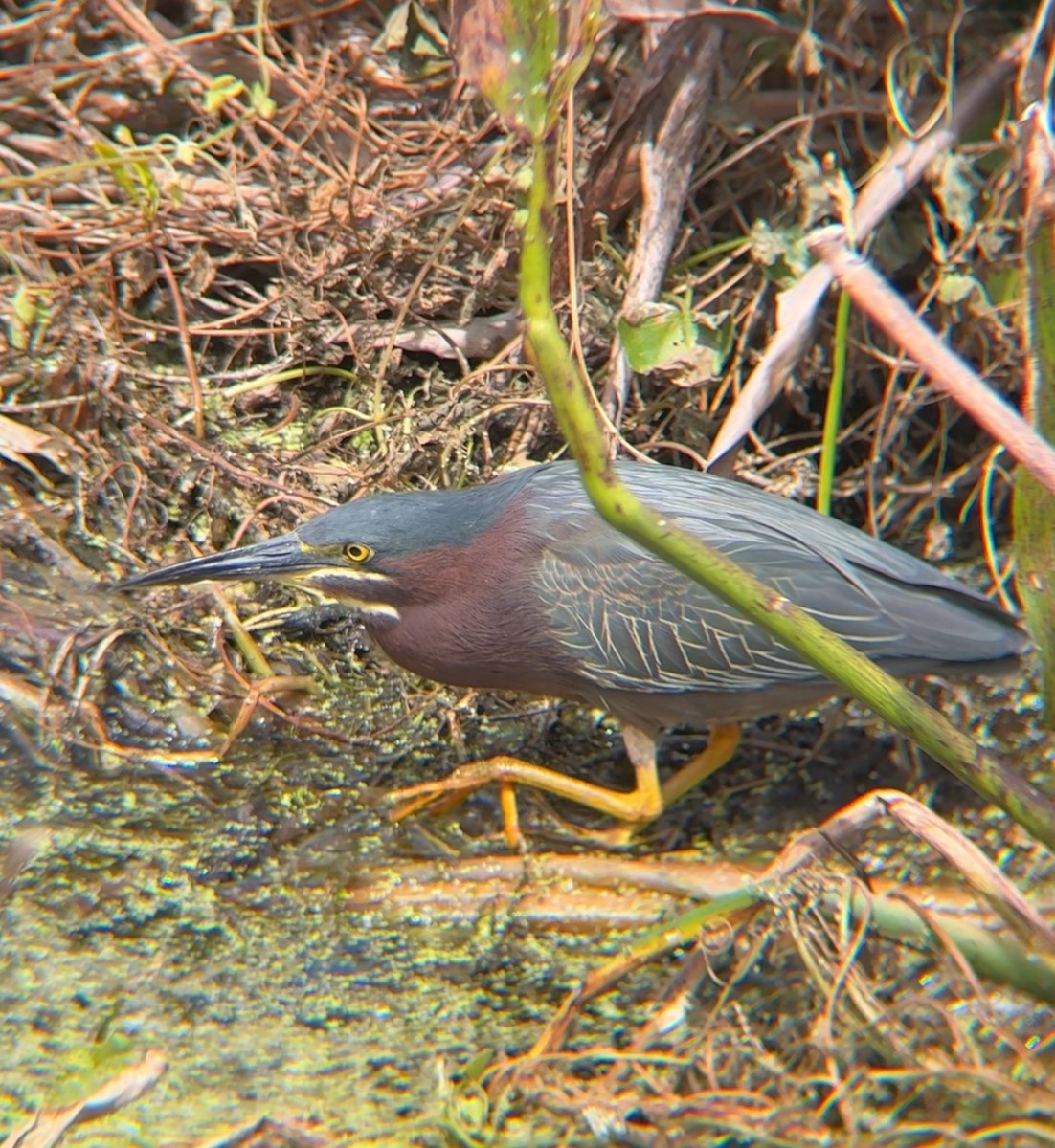 Green Heron - ML632527071