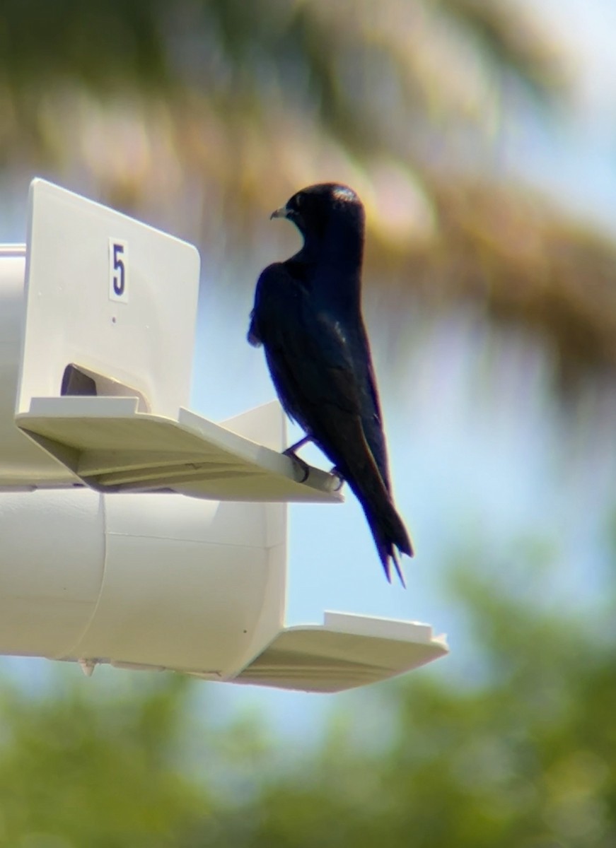 Purple Martin - ML632527077
