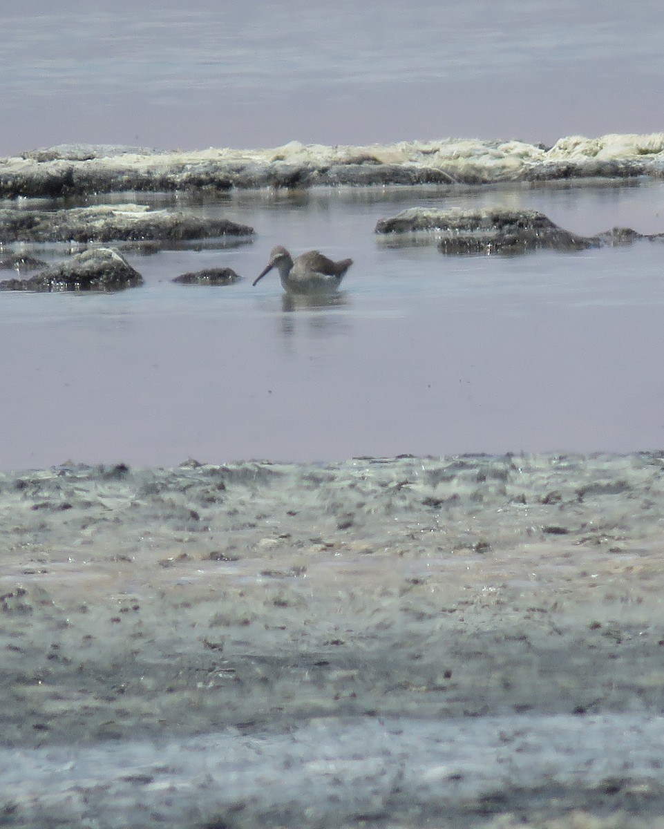 Stilt Sandpiper - ML632527114