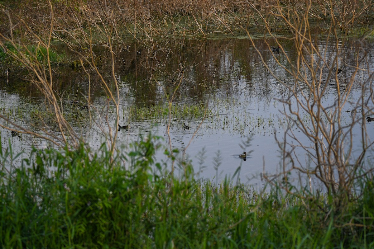 slípka zelenonohá - ML632527299