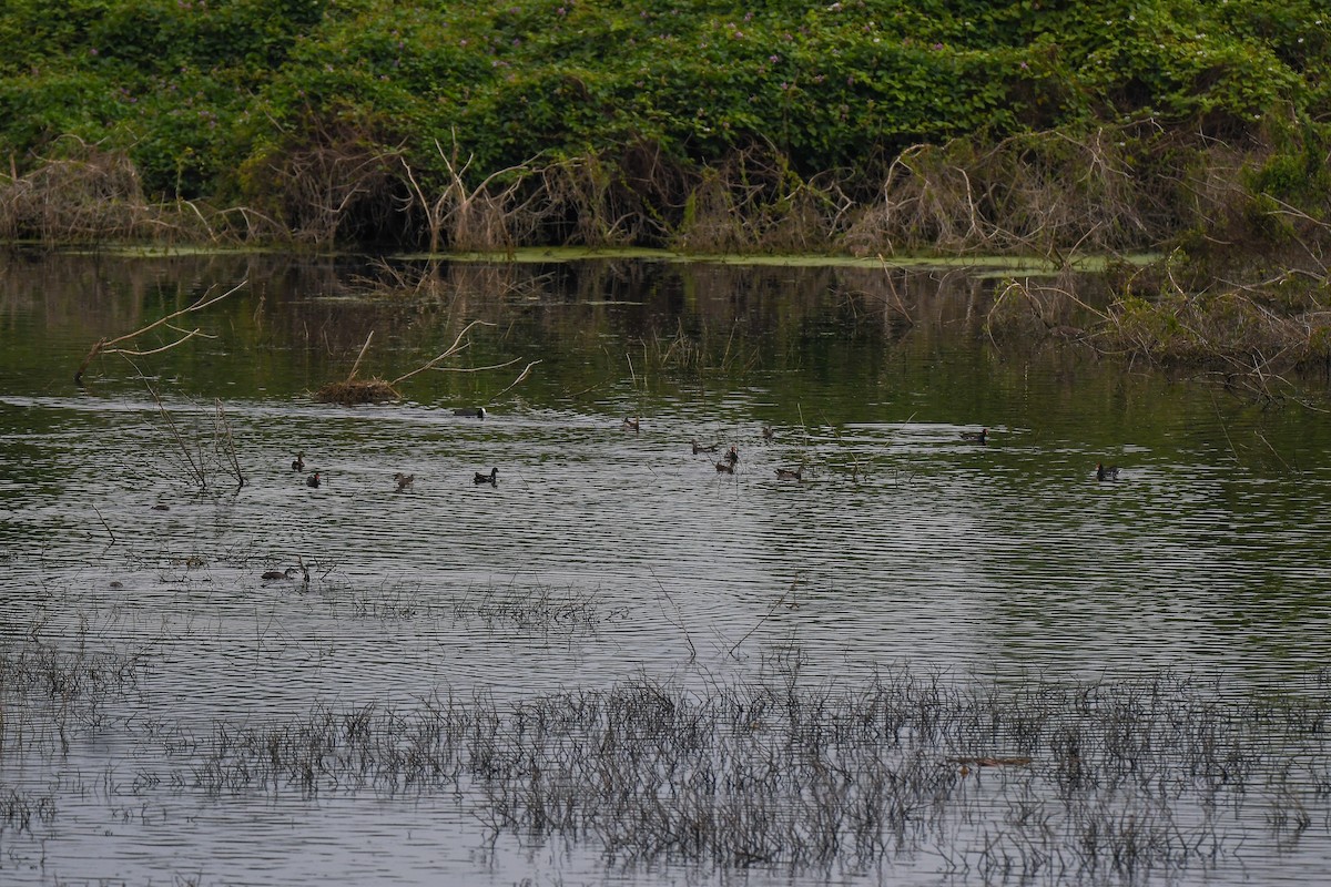 slípka zelenonohá - ML632527300