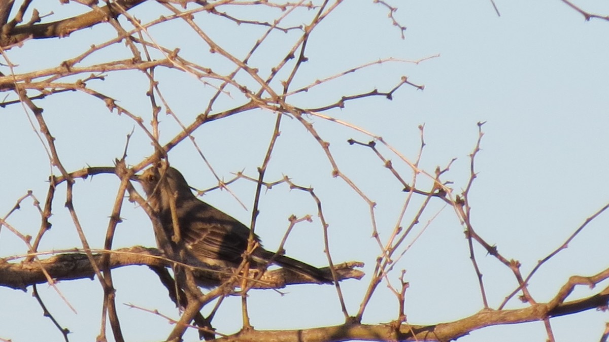 Northern Mockingbird - ML632527331