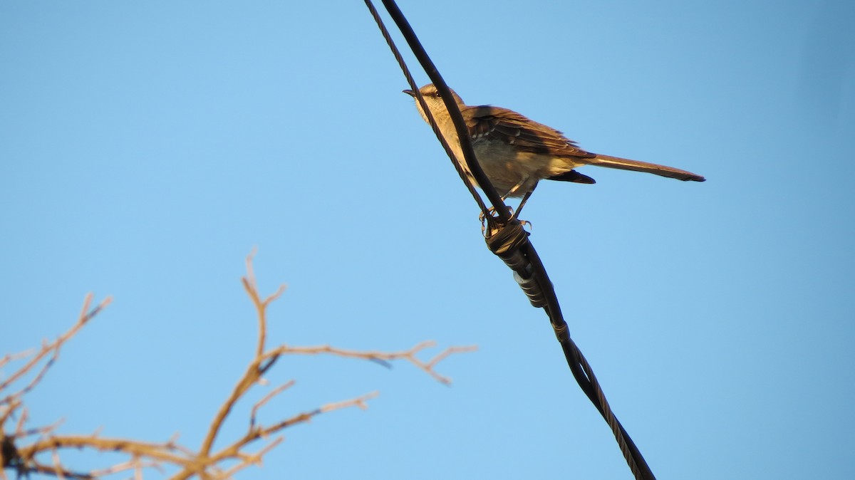 Northern Mockingbird - ML632527332