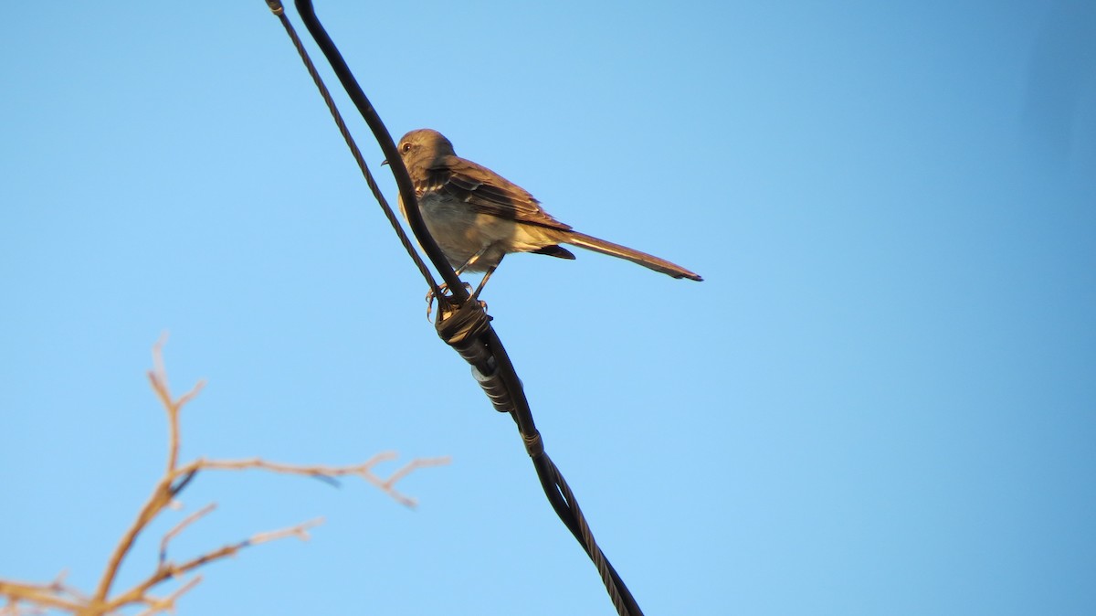 Northern Mockingbird - ML632527333