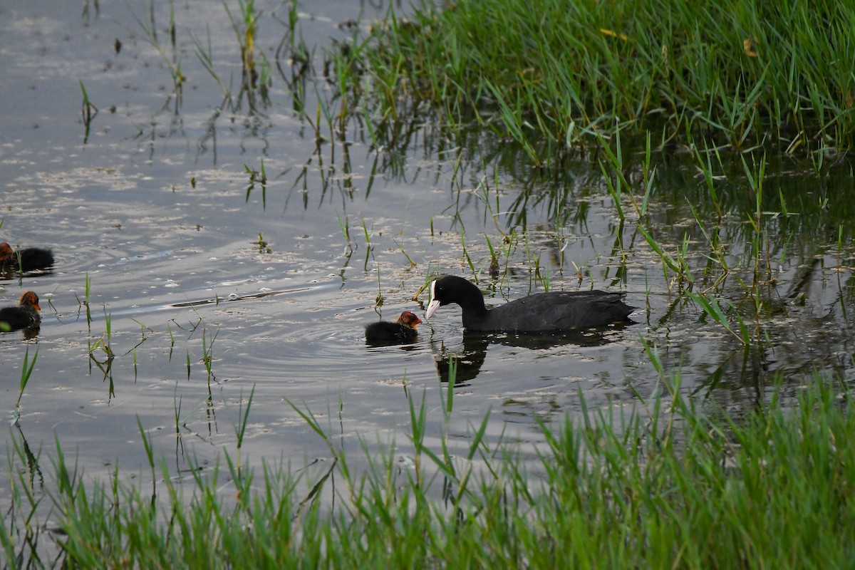 lyska černá - ML632527334