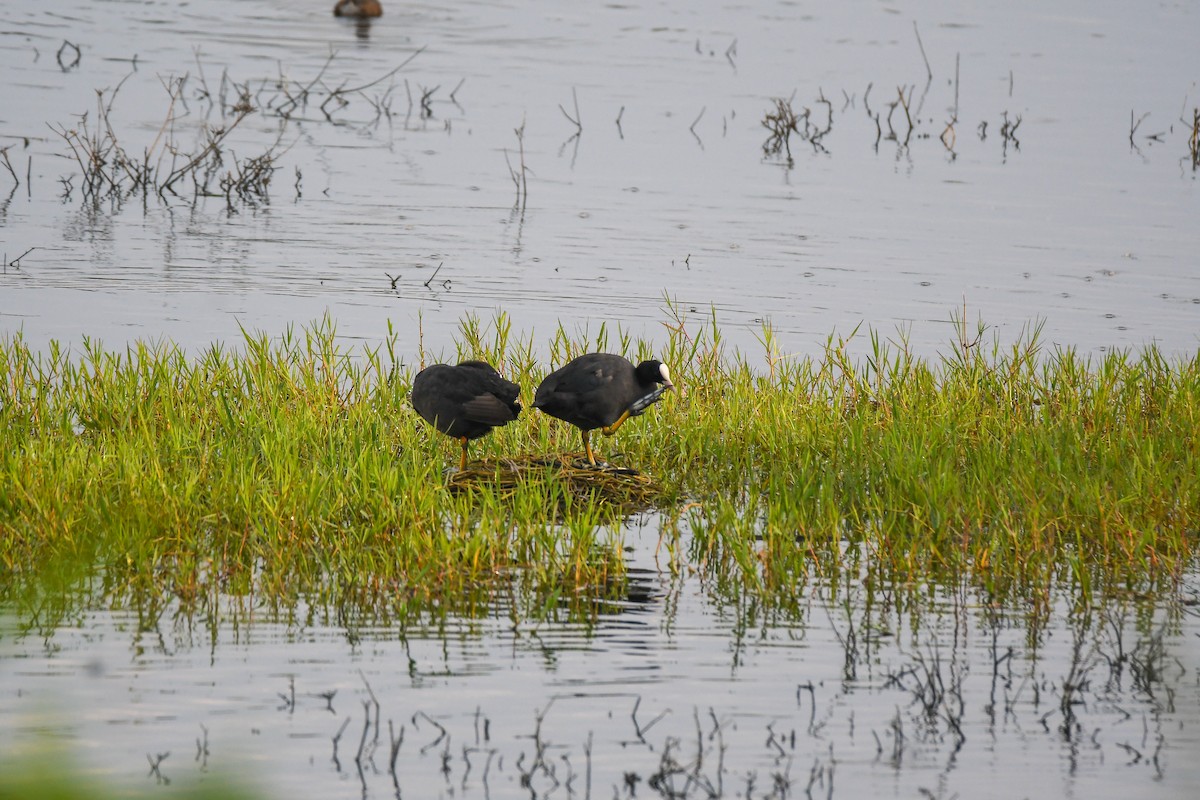 lyska černá - ML632527335