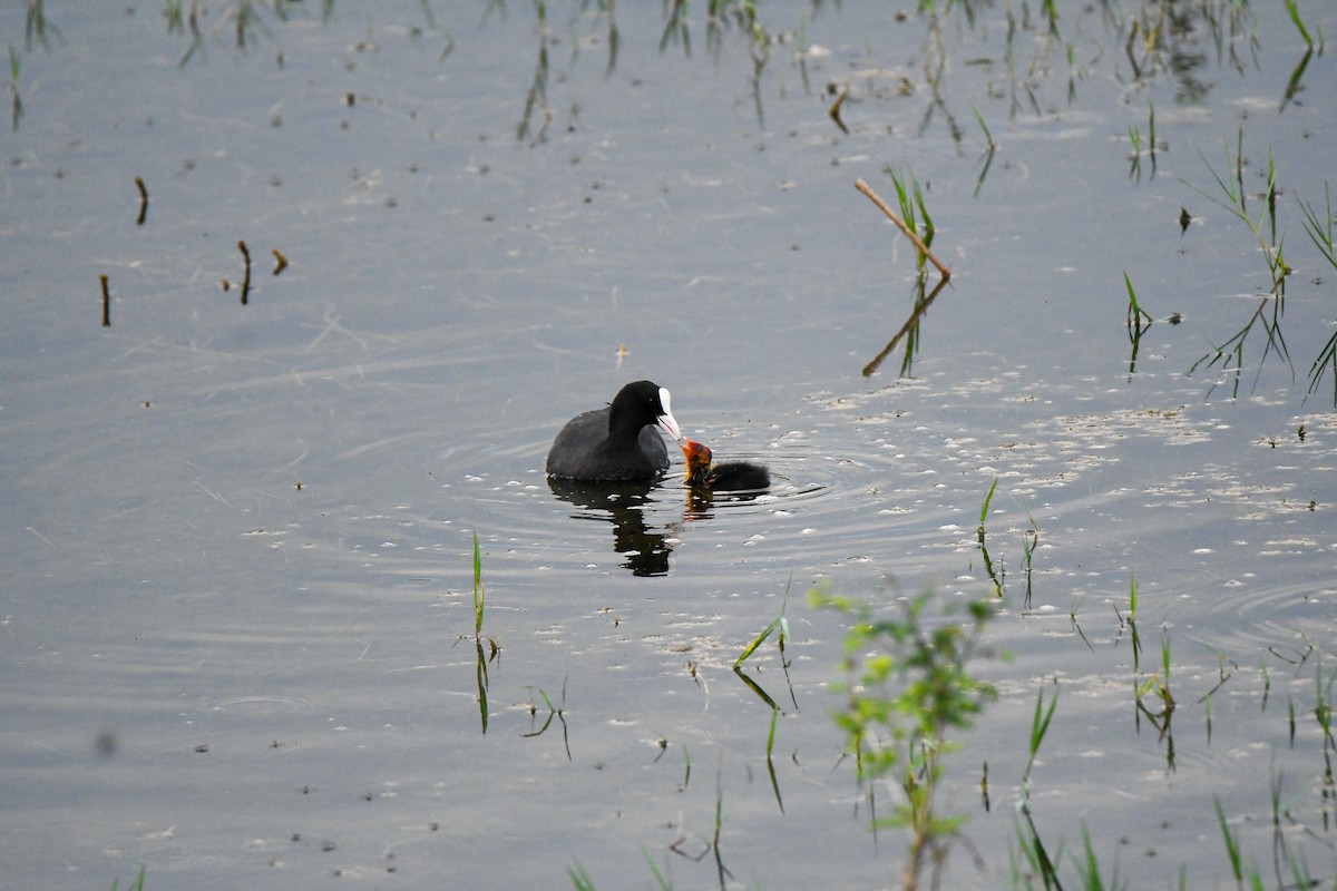 lyska černá - ML632527336