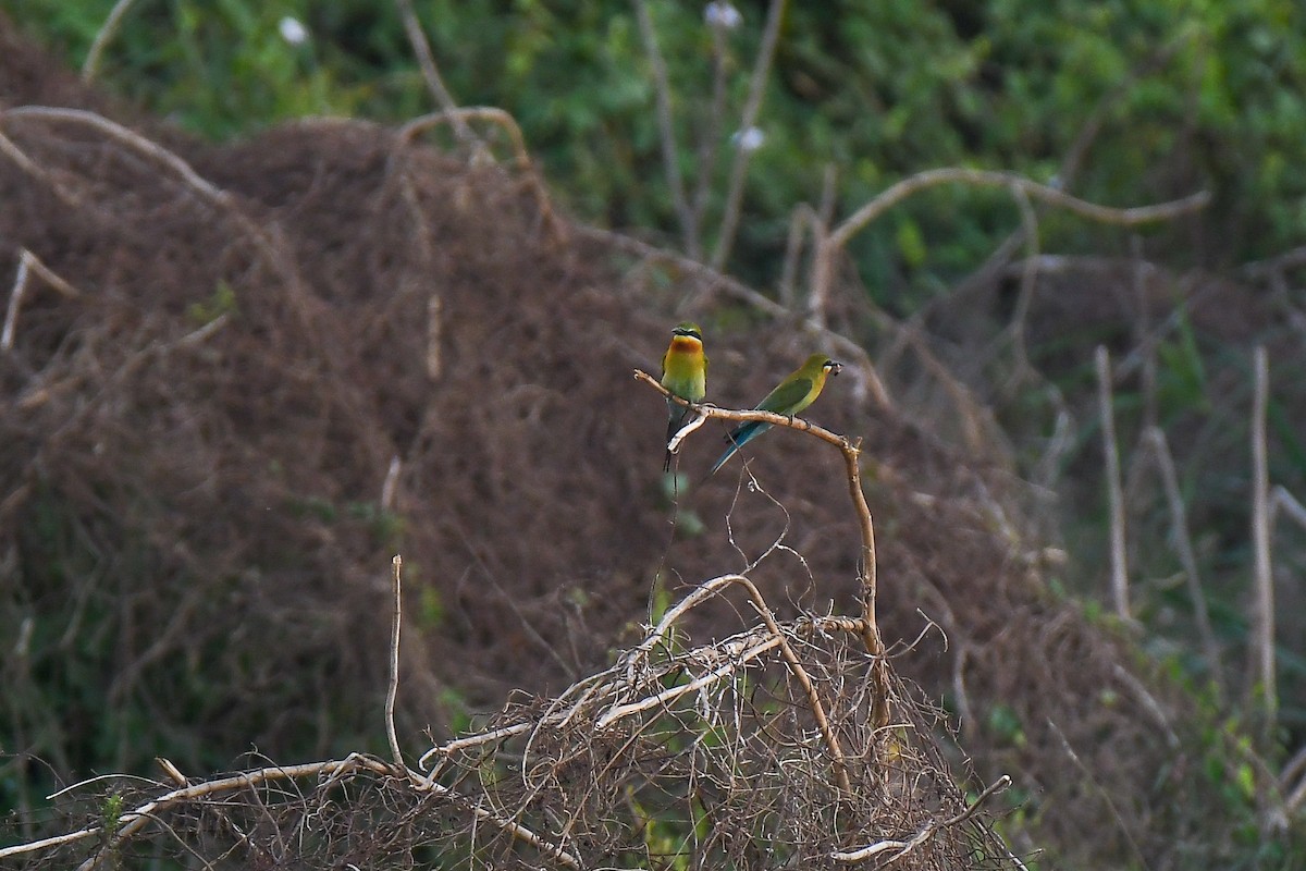 vlha modroocasá - ML632527341