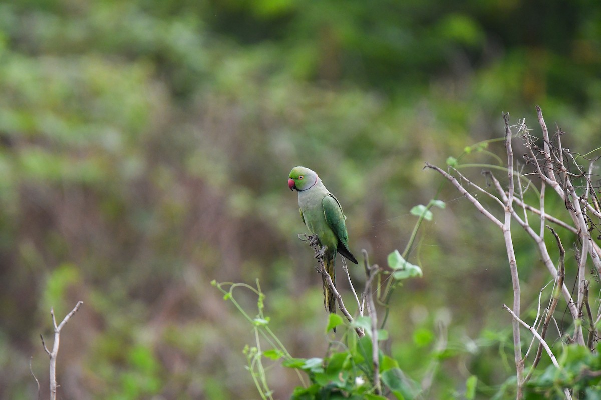 alexandr malý - ML632527346